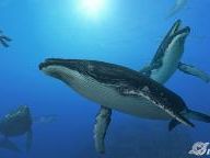WorthPlaying: Endless Ocean 2: Blue World Review