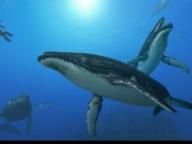 Gamer: Endless Ocean 2: Adventures of the Deep Review