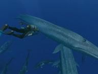 GPB: Endless Ocean: Blue World Review
