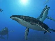 Blast Magzine: Endless Ocean: Blue World Review