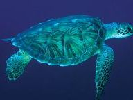 Sabarasa’s Save the Turtles for DSiWare Available March 29th