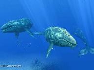 Game Observer: Endless Ocean: Blue World Review