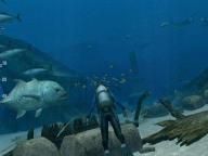 GameShark: Endless Ocean: Blue World Review