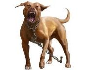 PETA criticizes use of fighting pit bulls in Mafia Wars