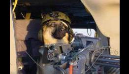 Gaming’s Five Most Useful Dogs