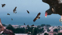 BoxOfficeMagazine Review: Birdemic: Shock & Terror
