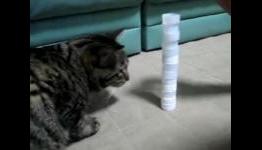 Neko Haet Bottle-cap