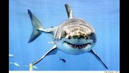 Hungry Shark Part 1 Proves iPhone Games Can Take Hours to Play