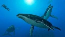 Endless Ocean: Blue World Promotes Unethical Scuba Diving