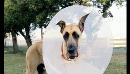 Philadelphia Inquirer: Marmaduke Review