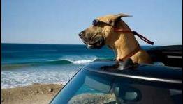 Suntimes: Marmaduke Review