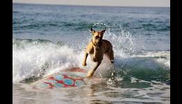We Are Movie Geeks: MARMADUKE Review