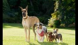 IGN: Marmaduke Review