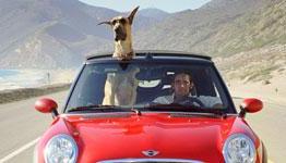 Hollywood Reporter: Marmaduke Review