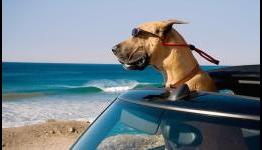 LA Times: Marmaduke Review