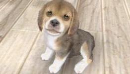First Nintendogs 3DS screenshots