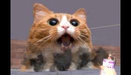Laser death cat punishes Team Fortress 2 grinders