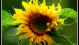 Games of Summer 2010- Yahoo Games