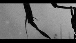 Limbo to Victory: Two Copies of Limbo to Give Away