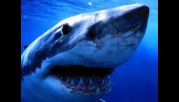“Shark Week” To Make A Comeback