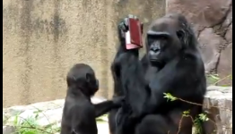 Real Gorilla plays with Nintendo DS