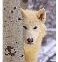 WinterWolf