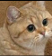 Sameh