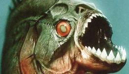 FlickSided: Todd the Piranha From Piranha 3D Interview
