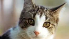 Watch A Kitten Play Duck Hunt
