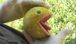 Pac-Man is Real?