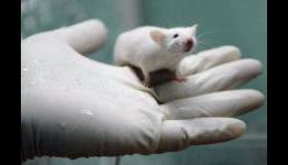 New PS3 Exclusive? Funky Lab Rat