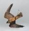 falcon