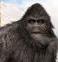 Egregious_Sasquatch