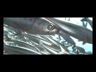 Aqua TGS07 trailer