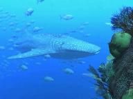 TGS 2007: PS3 nongames discovered – Aqua, Flower and Dress detailed
