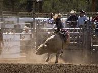 Professional Bull Riders game coming in 2008
