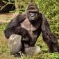 harambe_come_back