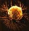 Dead_Cell