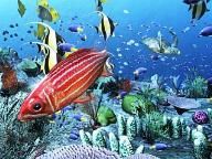 PS3 Fanboy Hands-On: Aquatopia