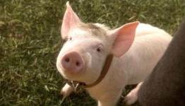 Top 10 Greatest Animal Film Stars