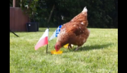 Kev the psychic chicken from Kiev predicts Euro 2012! Poland vs Greece, Russia vs Czech Republic