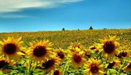 Summer cynicism