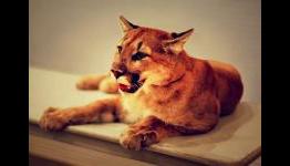 Mountain Lion having mysterious effect on battery life for some users