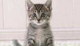 Reverb threatens kittens over Steam Greenlight votes