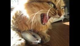 Are gamers angry and negative about everything or do they just appear that way?