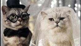 Barrel Roll Podcast #168 – “How Many Cats & Koalas Have You Married?” – WingDamage.com