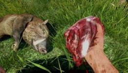 Far Cry 3 Animals Detail and Locations Guide – How to Find