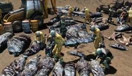 WarZ Survival Guide