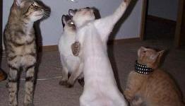 Scram Kitty Screeches onto The Wii U