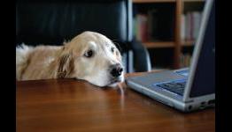 Humor: Why Were There No Dog Presenters At The Playstation 4 Event?